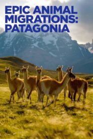 Migrações Animais Épicas: Patagônia